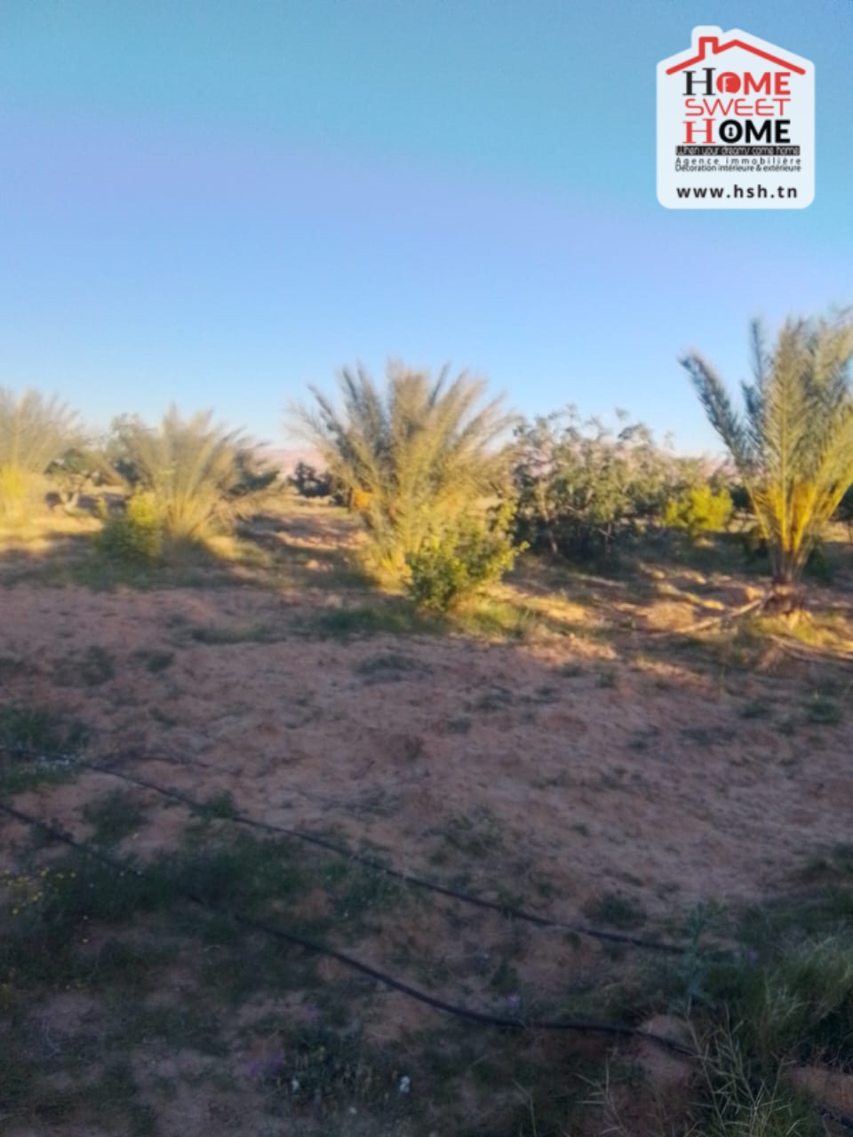 Gafsa Nord&nbsp;Echabiba&nbsp;Terrain&nbsp;Terrain agricole&nbsp;Terrain agricole essaei � gafsa