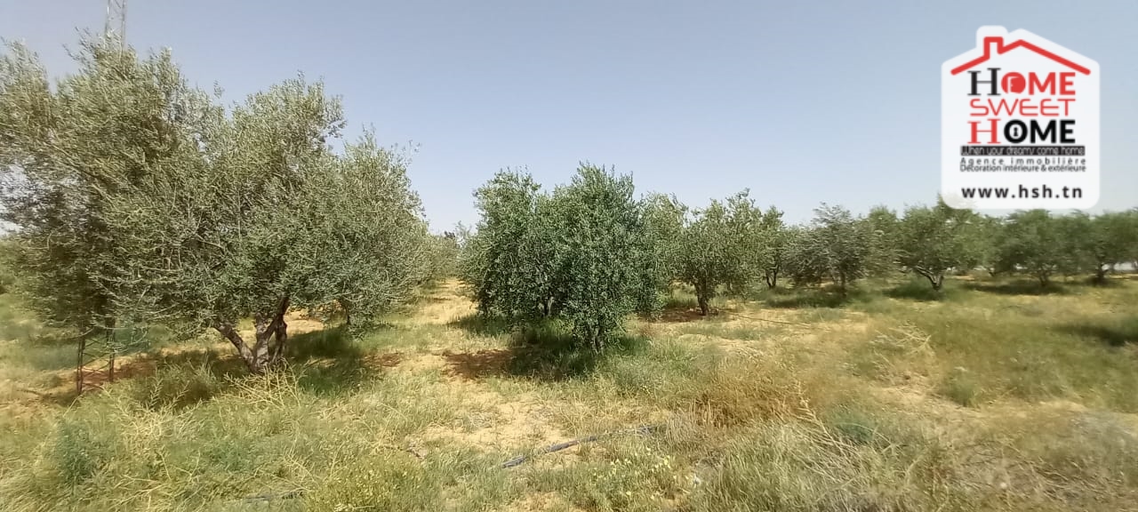 Terrain&nbsp;Terrain agricole