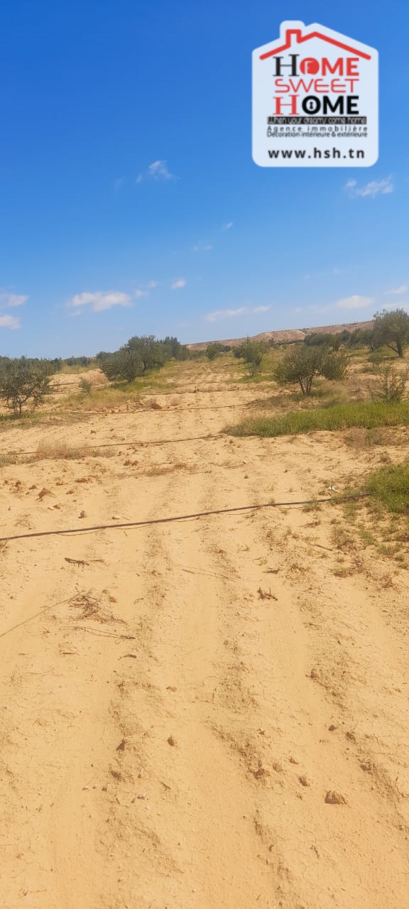 Gafsa Nord&nbsp;Ouled Zid&nbsp;Terrain&nbsp;Terrain agricole&nbsp;Terrain agricole prairie � feriana