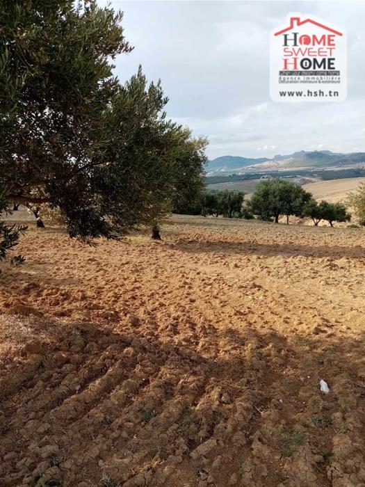 Testour&nbsp;Testour&nbsp;Terrain&nbsp;Terrain agricole&nbsp;Terrain agricole aram � testour