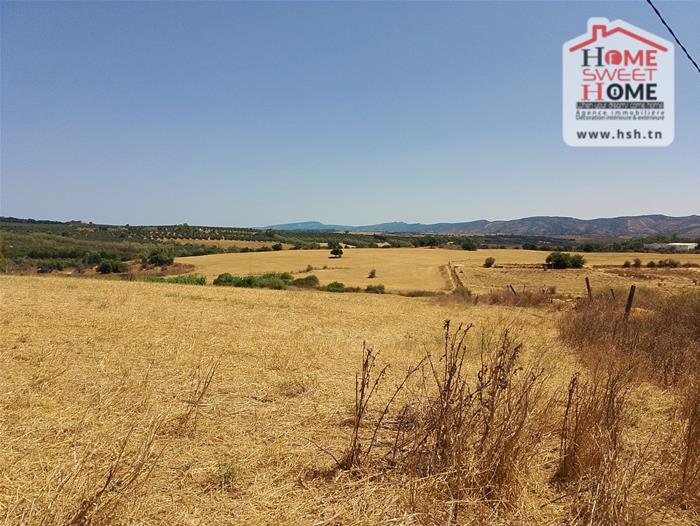 Terrain&nbsp;Terrain agricole