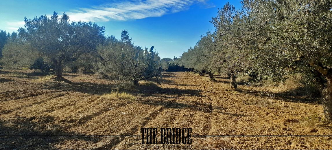 Terrain&nbsp;Terrain agricole