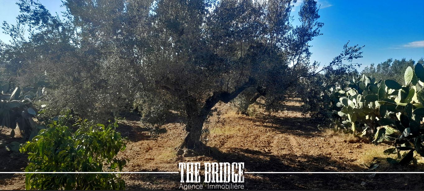 Bou Argoub&nbsp;Bou Ali&nbsp;Terrain&nbsp;Terrain agricole&nbsp;Terrain agricole 6 395 m � bou argoub