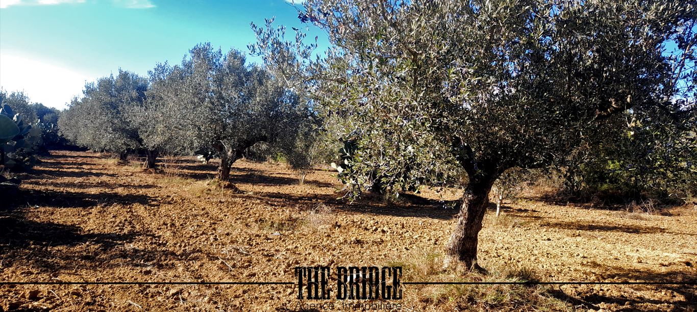 Bou Argoub&nbsp;Bou Ali&nbsp;Terrain&nbsp;Terrain agricole&nbsp;Terrain agricole 6 395 m � bou argoub