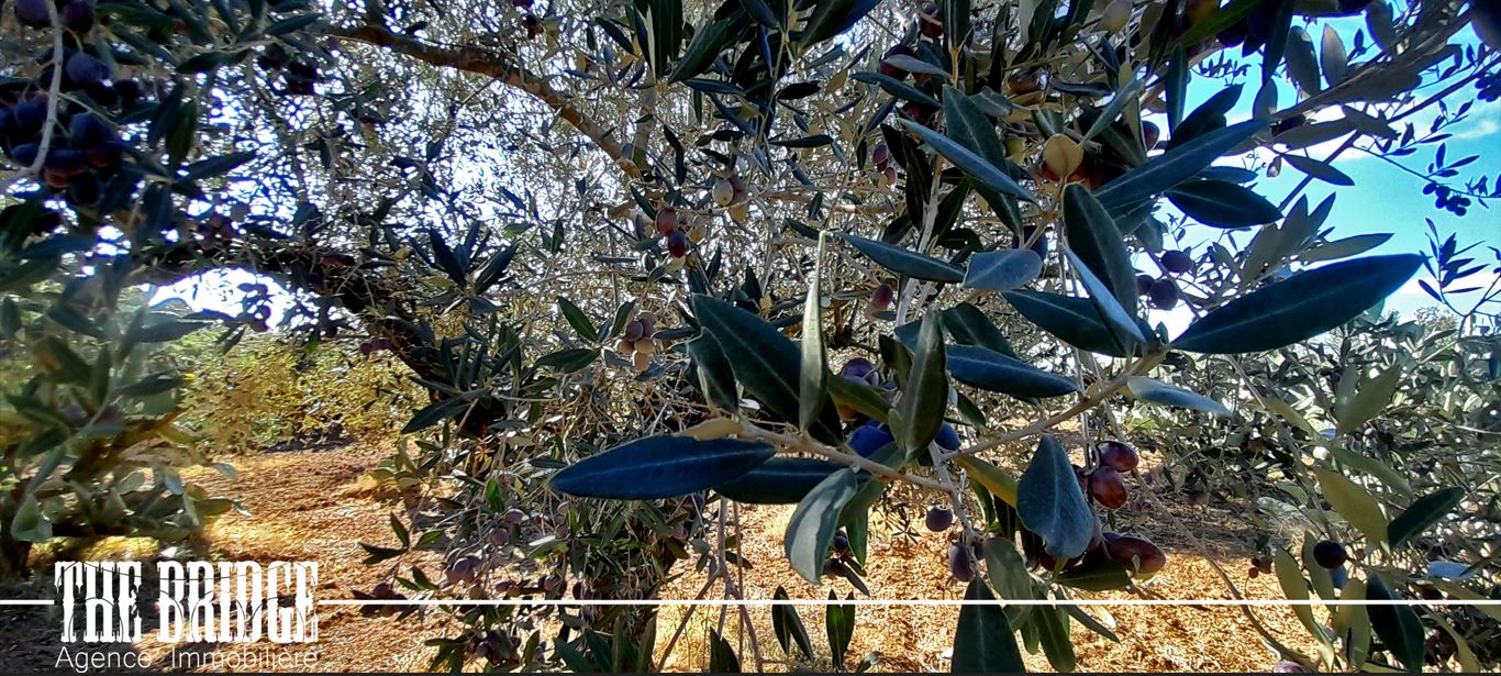 Bou Argoub&nbsp;Bou Ali&nbsp;Terrain&nbsp;Terrain agricole&nbsp;Terrain agricole 6 395 m � bou argoub