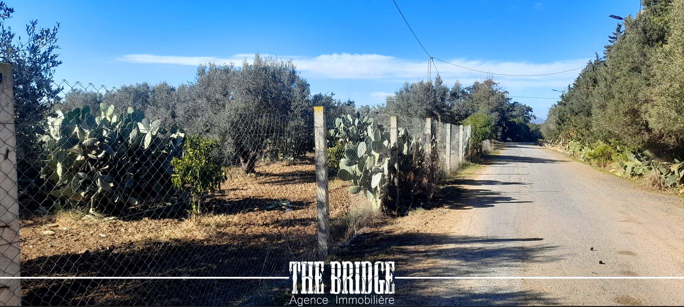 Bou Argoub&nbsp;Bou Ali&nbsp;Terrain&nbsp;Terrain agricole&nbsp;Terrain agricole 6 395 m � bou argoub