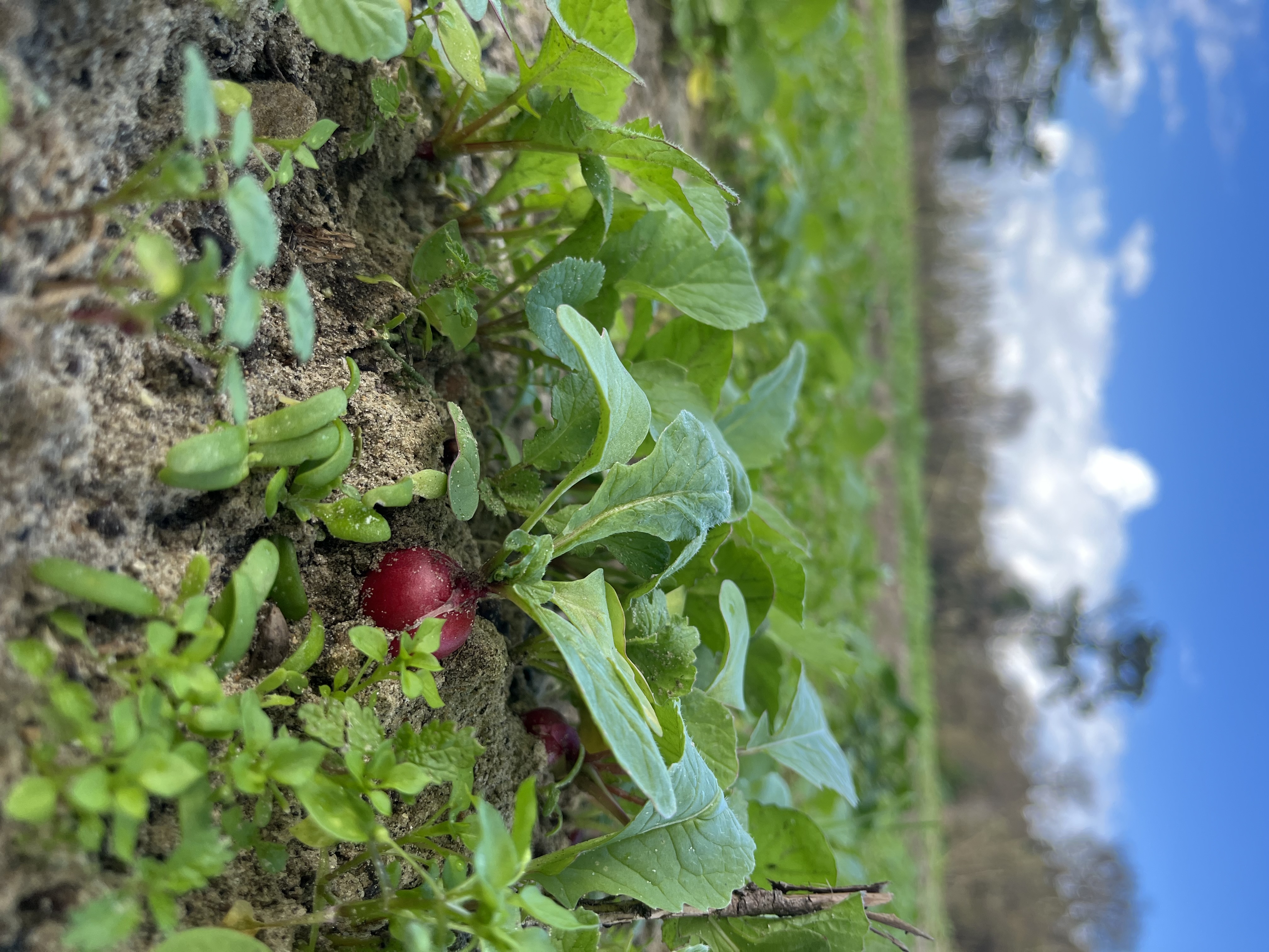 Ras Jebel Ras Jebel Terrain Terrain agricole Terrain ras jebal