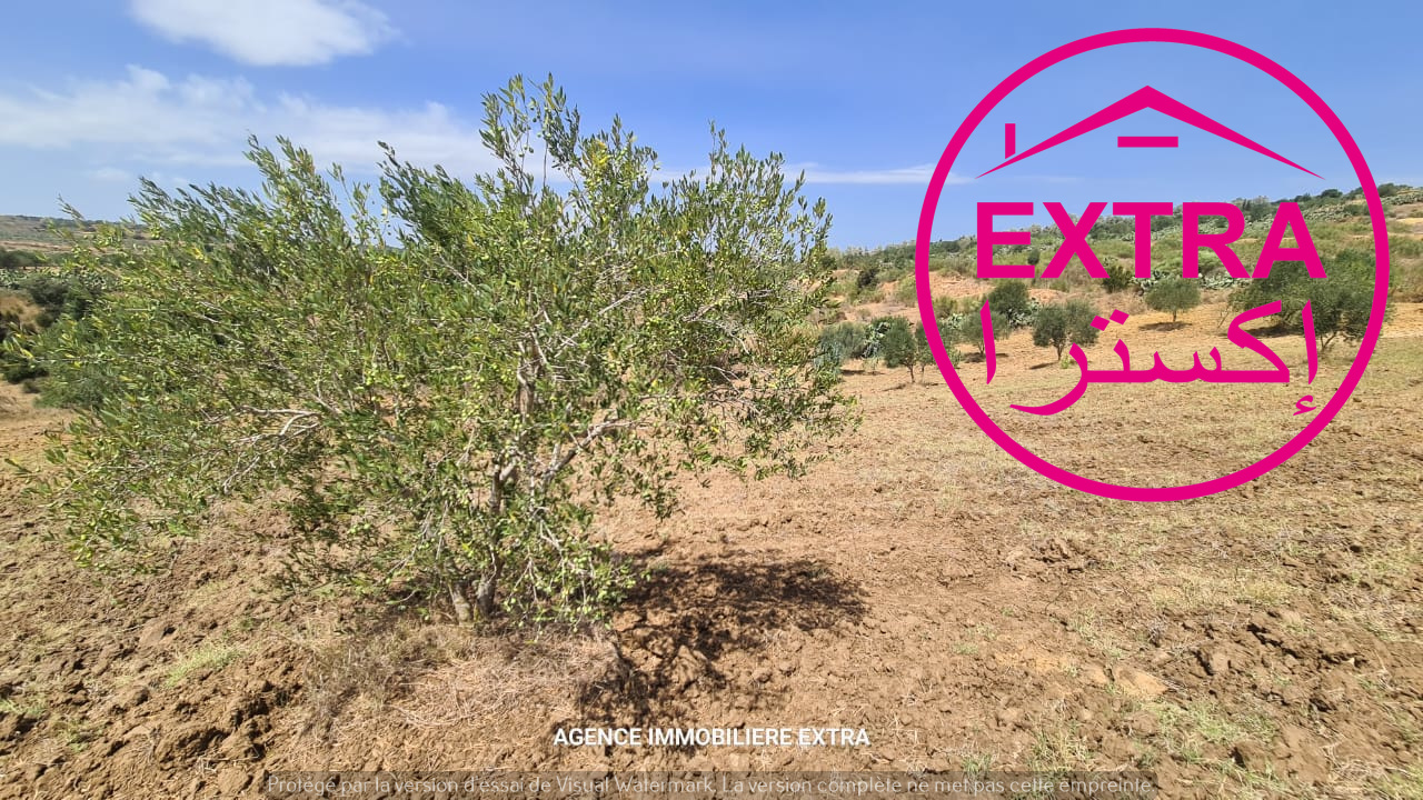 Nabeul Nabeul Terrain Terrain agricole Terrain agricole  el haouarianabeul