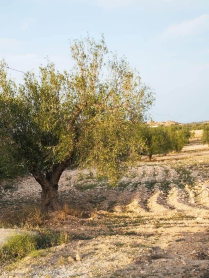 Hammam Zriba&nbsp;Bou Achir&nbsp;Terrain&nbsp;Terrain agricole&nbsp;Av terrain 9000m et 120 oliviers � zaghouan
