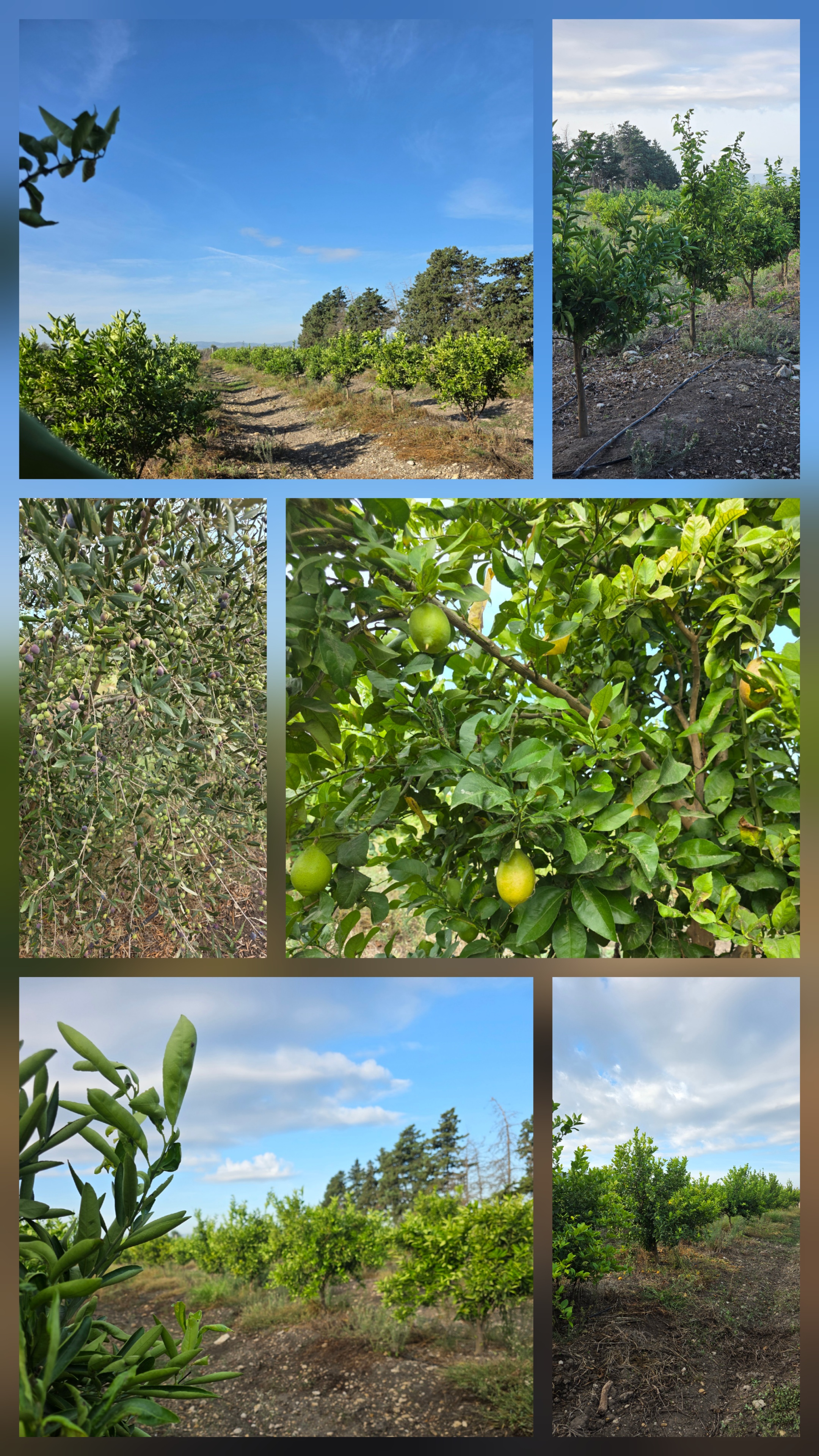 Soliman El Marja Vente Surfaces Ferme de charme