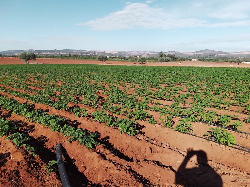 Terrain Terrain agricole