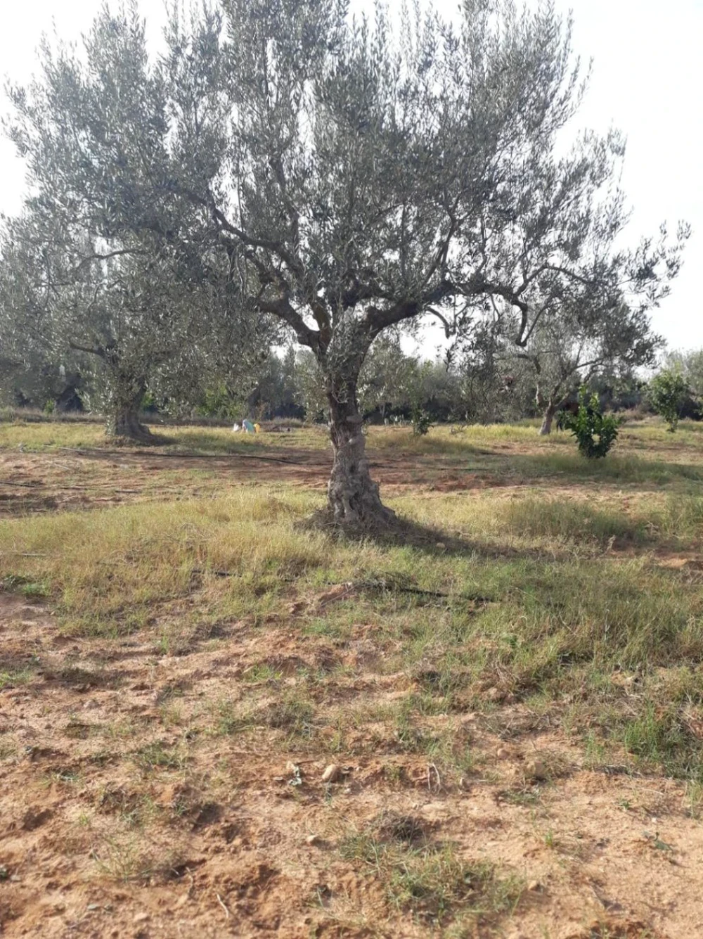 Terrain&nbsp;Terrain agricole