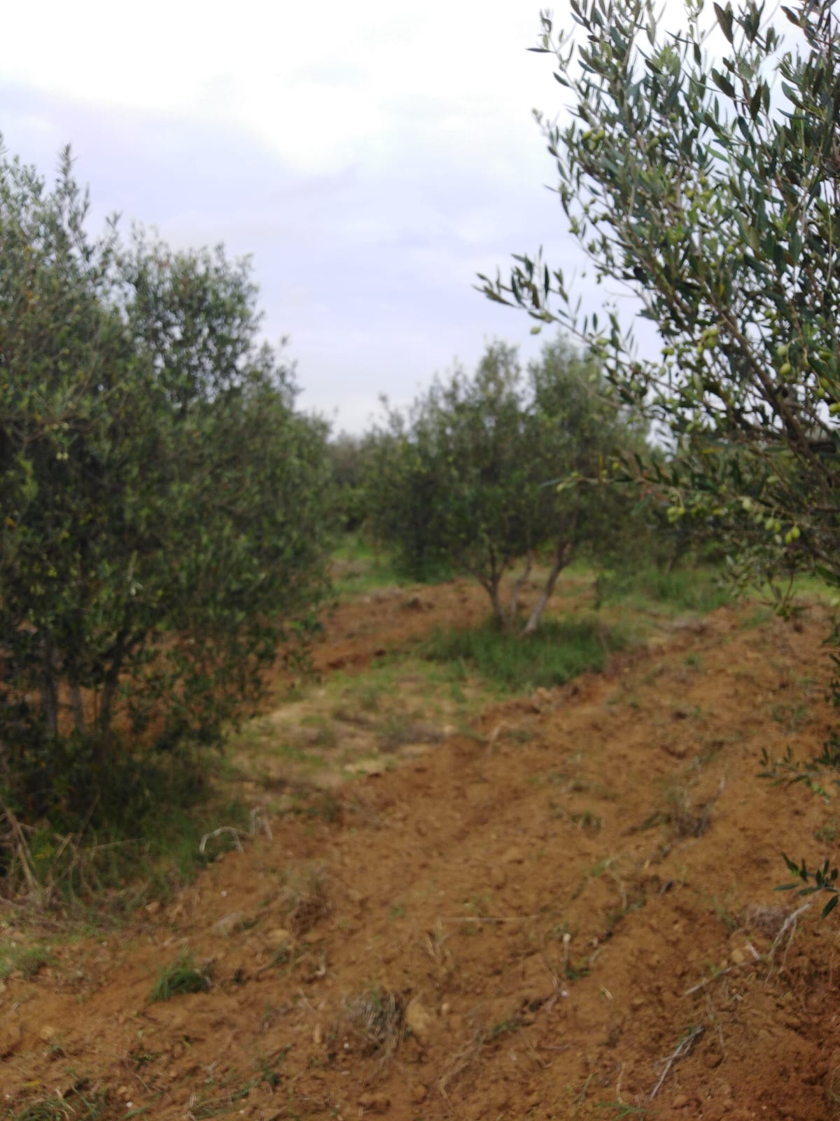 Menzel Temime&nbsp;Menzel Temime&nbsp;Terrain&nbsp;Terrain agricole&nbsp;Opportnuinit�    investissement agricile