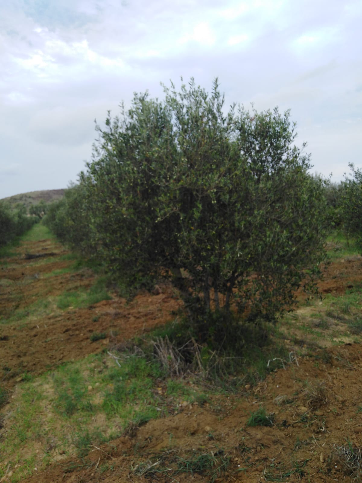 Terrain&nbsp;Terrain agricole