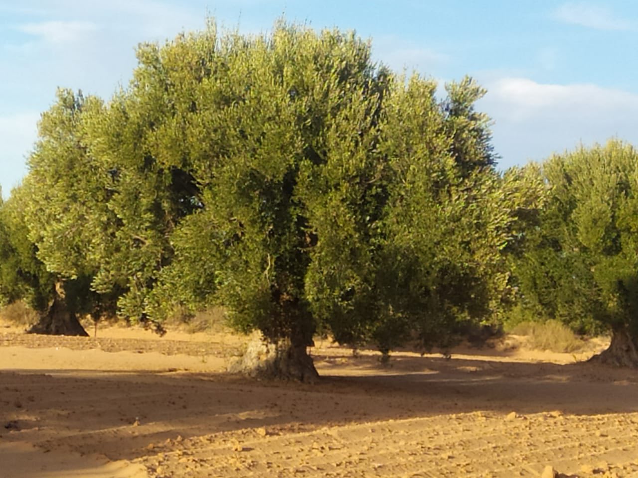 Menzel Chaker&nbsp;Menzel Hedi Chaker&nbsp;Terrain&nbsp;Terrain agricole&nbsp;Oliveraie de prestige titre foncier individuel