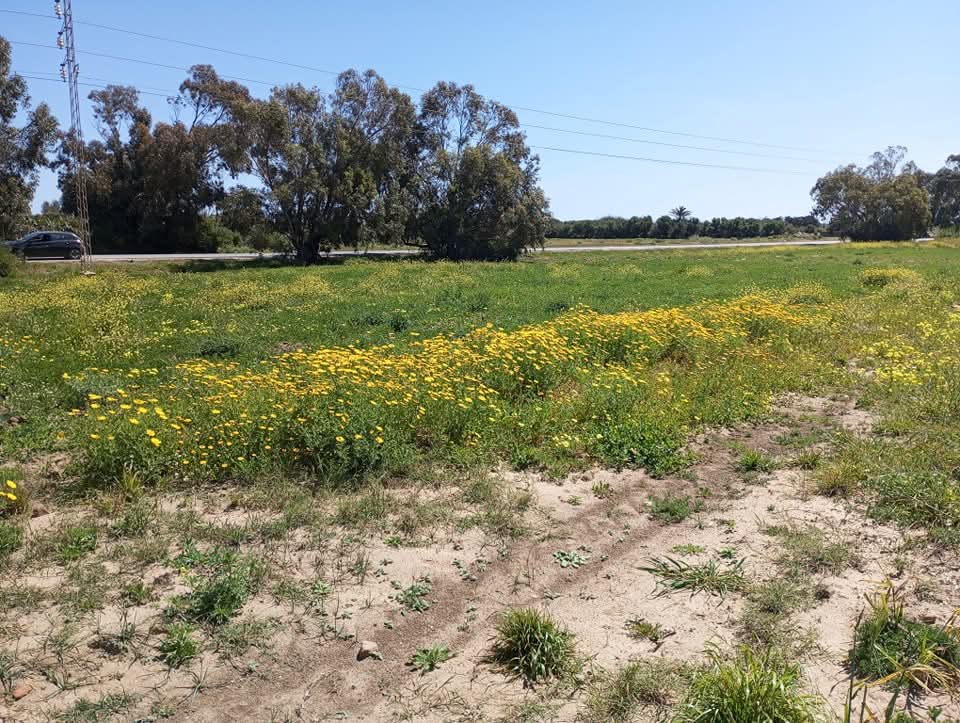 El Haouaria&nbsp;El Haouaria&nbsp;Terrain&nbsp;Terrain agricole&nbsp;Terrain a situ�e a haouria a 42000