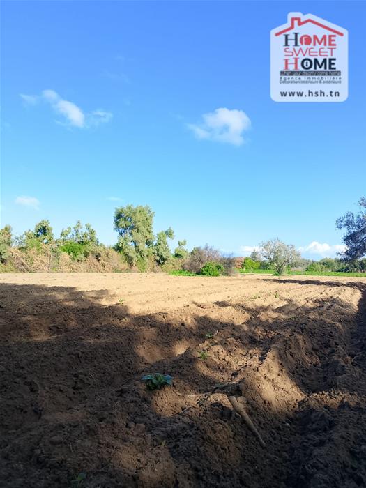 Hammam El Ghezaz&nbsp;Hammam El Ghezaz&nbsp;Terrain&nbsp;Terrain agricole&nbsp;Terrain agricole silva � hammam ghez�ze