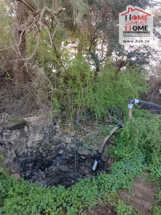 Hammam El Ghezaz&nbsp;Hammam El Ghezaz&nbsp;Terrain&nbsp;Terrain agricole&nbsp;Terrain agricole silva � hammam ghez�ze