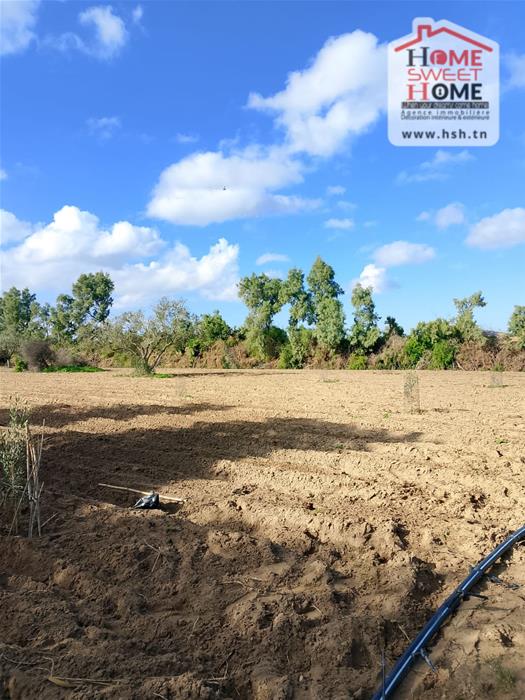 Hammam El Ghezaz&nbsp;Hammam El Ghezaz&nbsp;Terrain&nbsp;Terrain agricole&nbsp;Terrain agricole silva � hammam ghez�ze