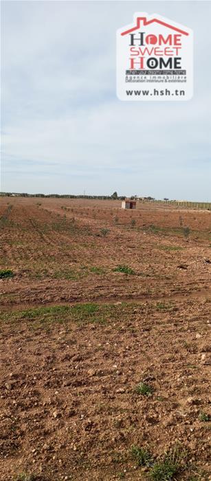 Borj El Amri&nbsp;Borj El Amri&nbsp;Terrain&nbsp;Terrain agricole&nbsp;Terrain agricole arvia � borj el amri