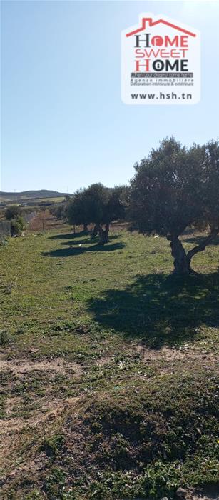 Borj El Amri&nbsp;Borj El Amri&nbsp;Terrain&nbsp;Terrain agricole&nbsp;Terrain agricole zayra � borj el amri