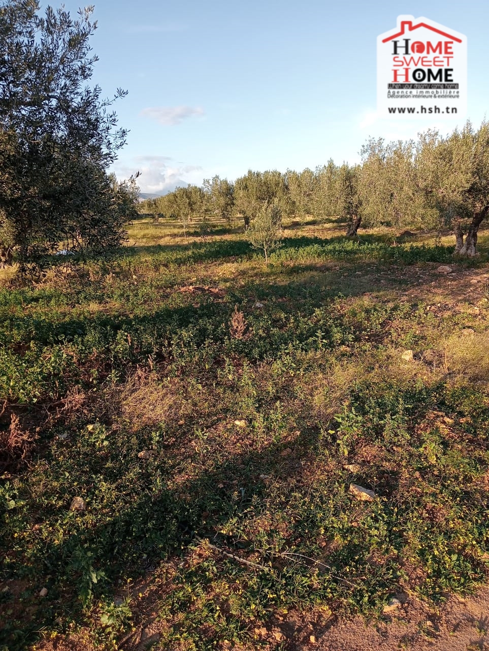 Zaghouan&nbsp;Zaghouan&nbsp;Terrain&nbsp;Terrain agricole&nbsp;Terrain agricole erraja � zaghouan