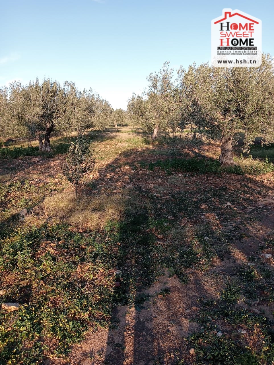 Terrain&nbsp;Terrain agricole