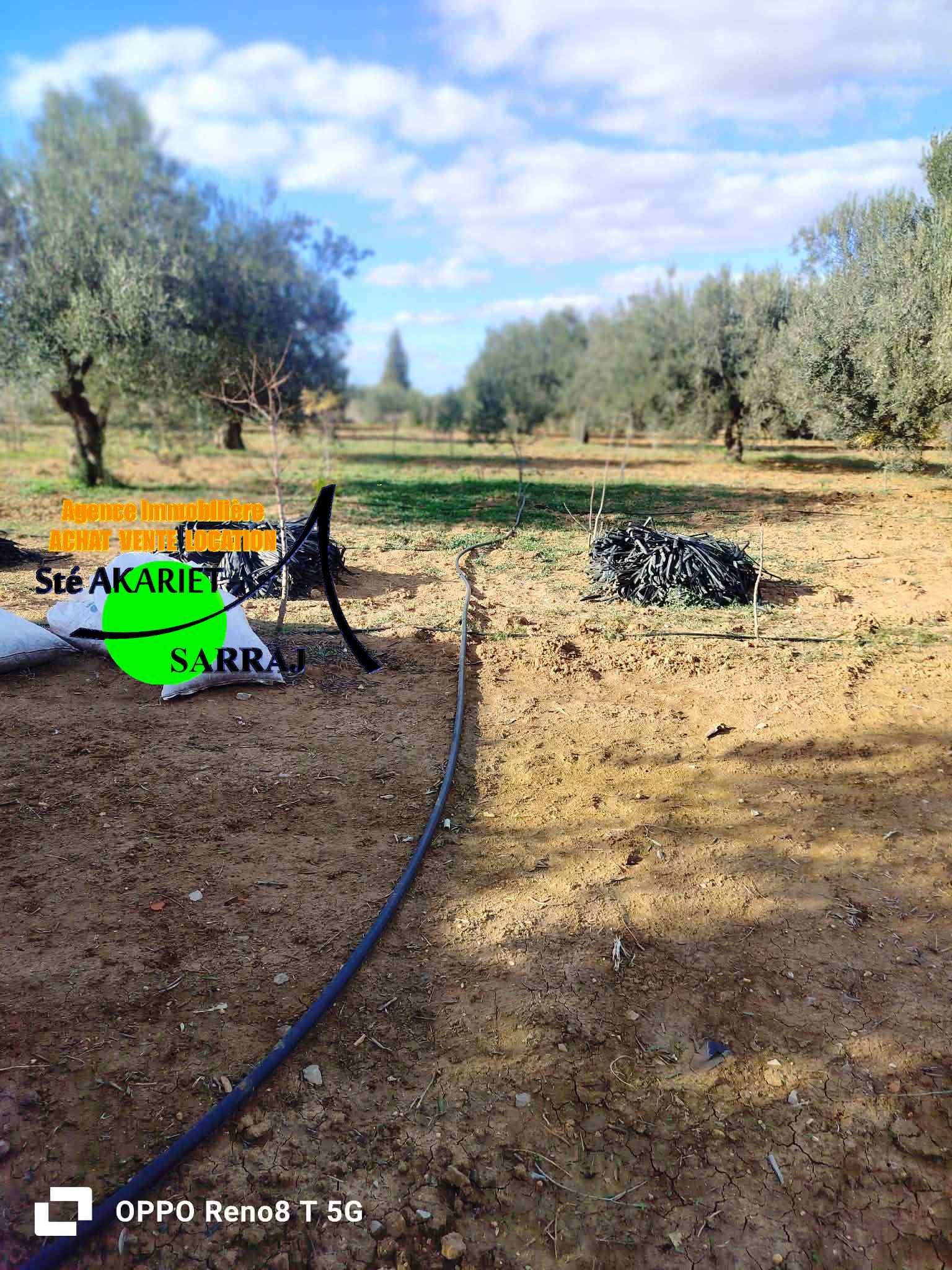 Kalaa El Kebira&nbsp;Belaoum&nbsp;Terrain&nbsp;Terrain agricole&nbsp;Senia 2 hectares et 3720m � kalaa kebira baloum