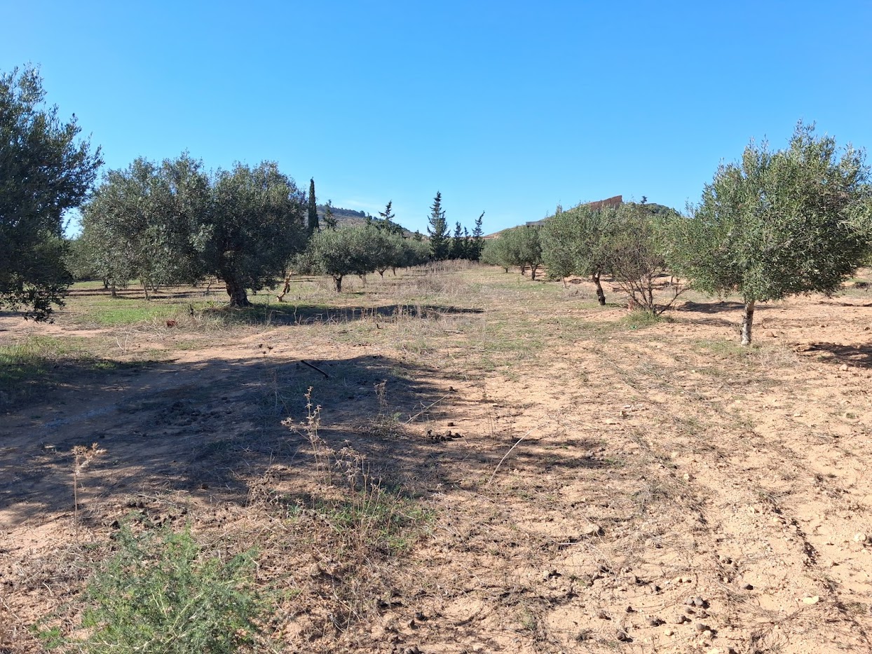 Bou Ficha&nbsp;Sidi Khelifa&nbsp;Vente&nbsp;Surfaces&nbsp;Terrain constructible