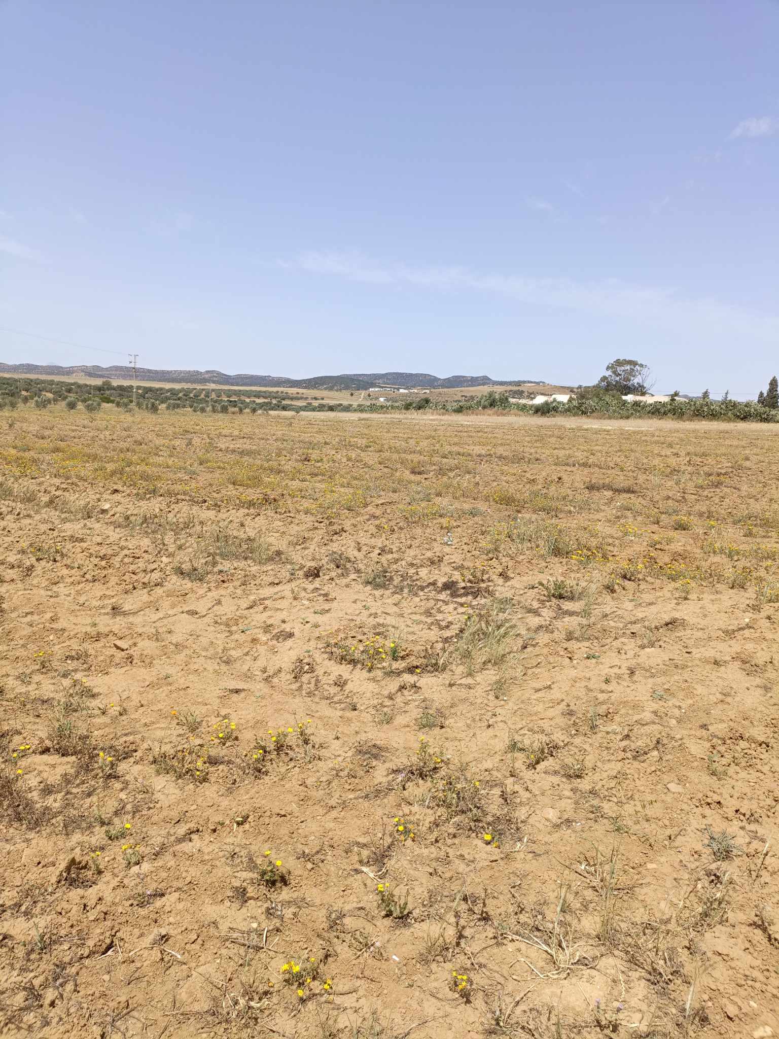 Hammamet&nbsp;Hammamet&nbsp;Terrain&nbsp;Terrain nu&nbsp;Av terrain 4900m pas loin de hammamet yasmine