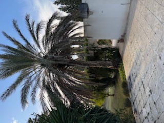 Mornag&nbsp;Ouzra&nbsp;Terrain&nbsp;Terrain agricole&nbsp;Senia de 28 000 m2