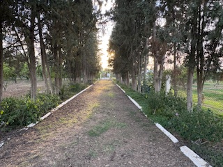 Mornag&nbsp;Ouzra&nbsp;Terrain&nbsp;Terrain agricole&nbsp;Senia de 28 000 m2