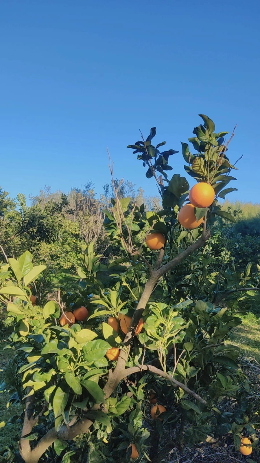 Menzel Bouzelfa&nbsp;Menzel Bouzelfa&nbsp;Terrain&nbsp;Terrain agricole&nbsp;Domaine d'exeption � menzel bouzelfa