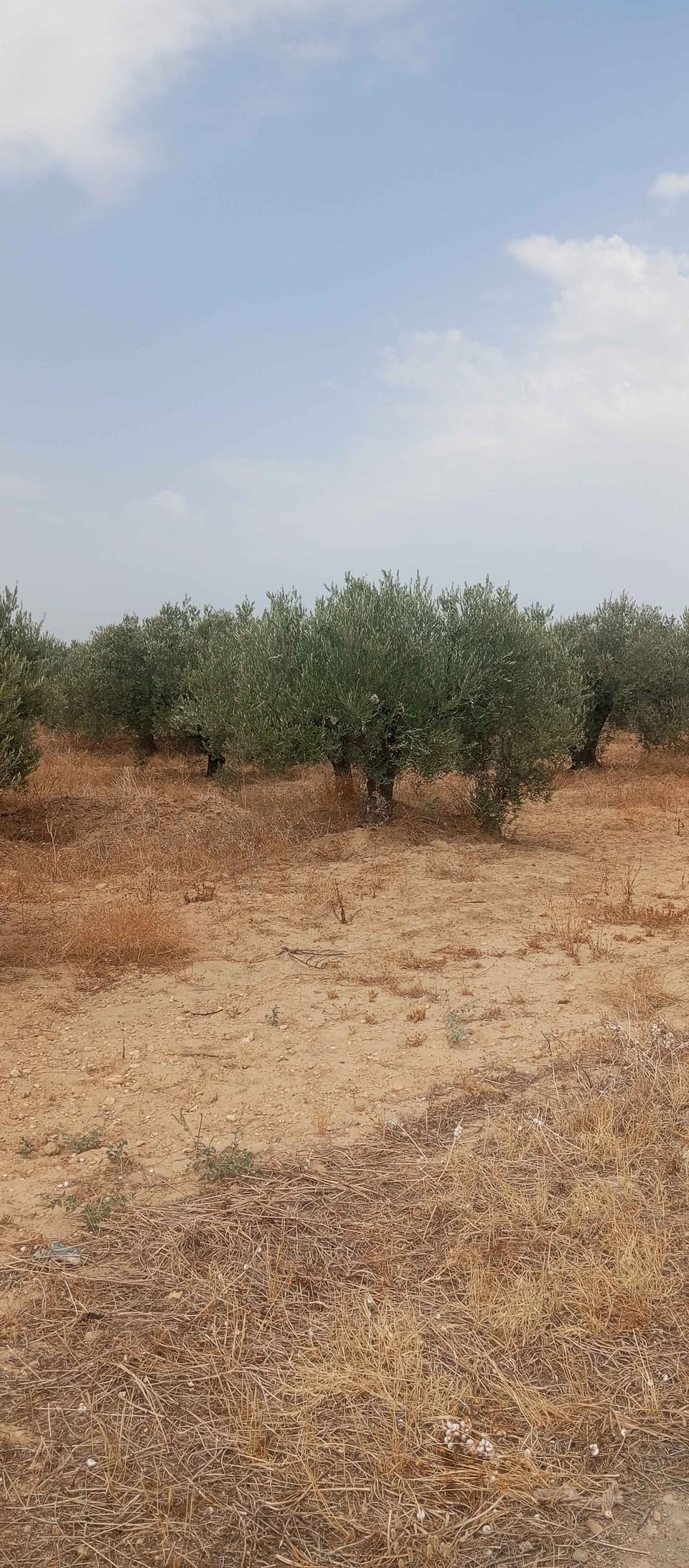 Bir Mcherga&nbsp;Boucha&nbsp;Terrain&nbsp;Terrain agricole&nbsp;873 zitounas