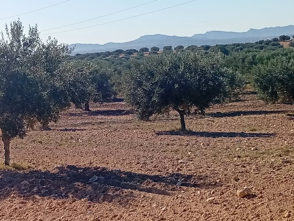 Bir Mcherga&nbsp;Boucha&nbsp;Terrain&nbsp;Terrain agricole&nbsp;873 zitounas