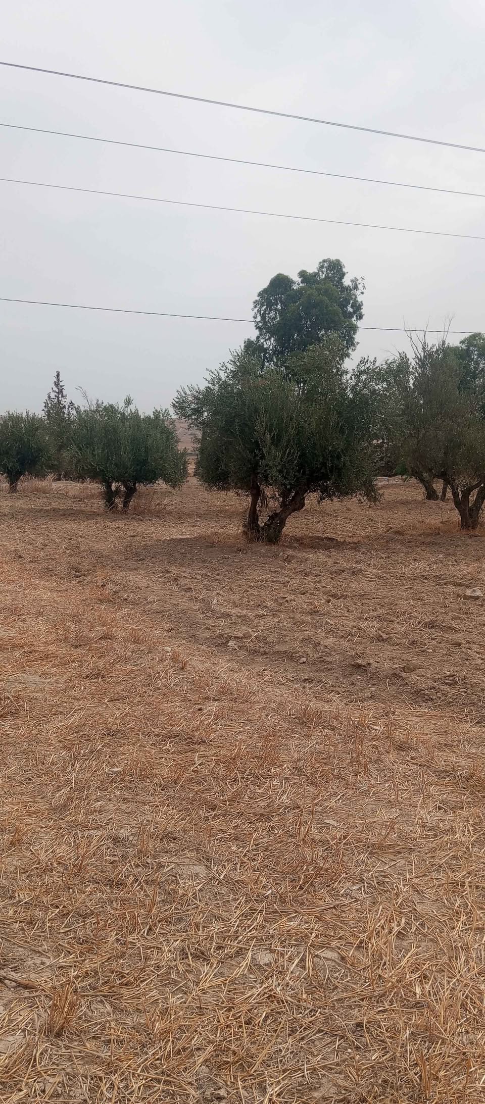 Terrain&nbsp;Terrain agricole