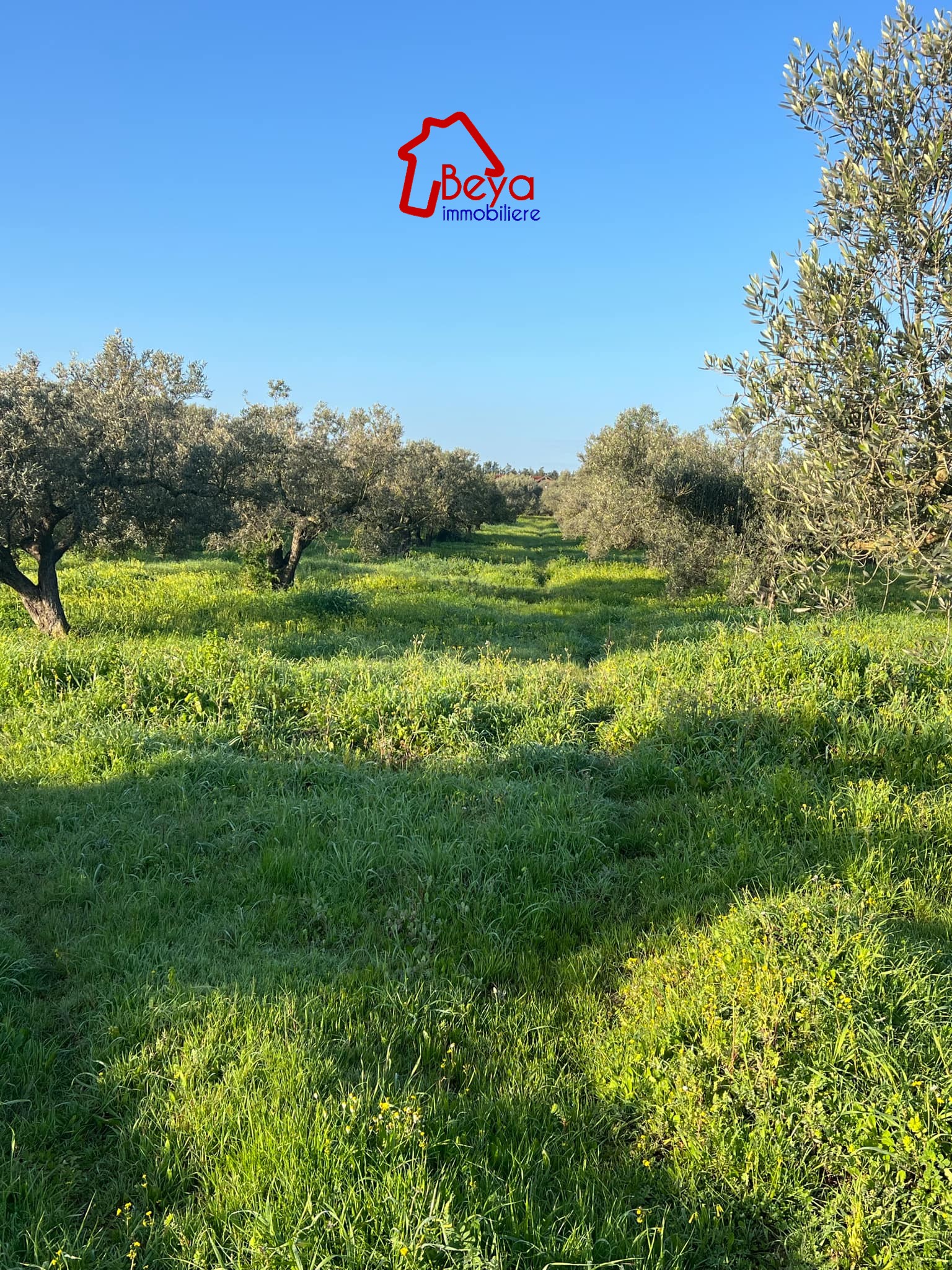 Terrain&nbsp;Terrain agricole