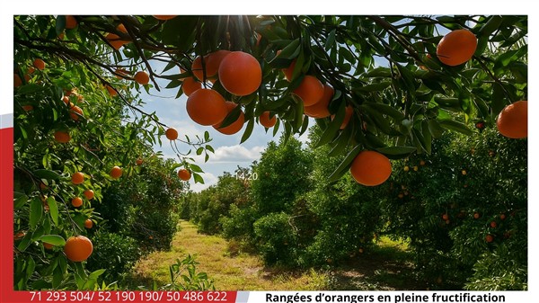 Menzel Bouzelfa&nbsp;Menzel Bouzelfa&nbsp;Terrain&nbsp;Terrain agricole&nbsp;Terrain agricole d agrumes de 5 ha