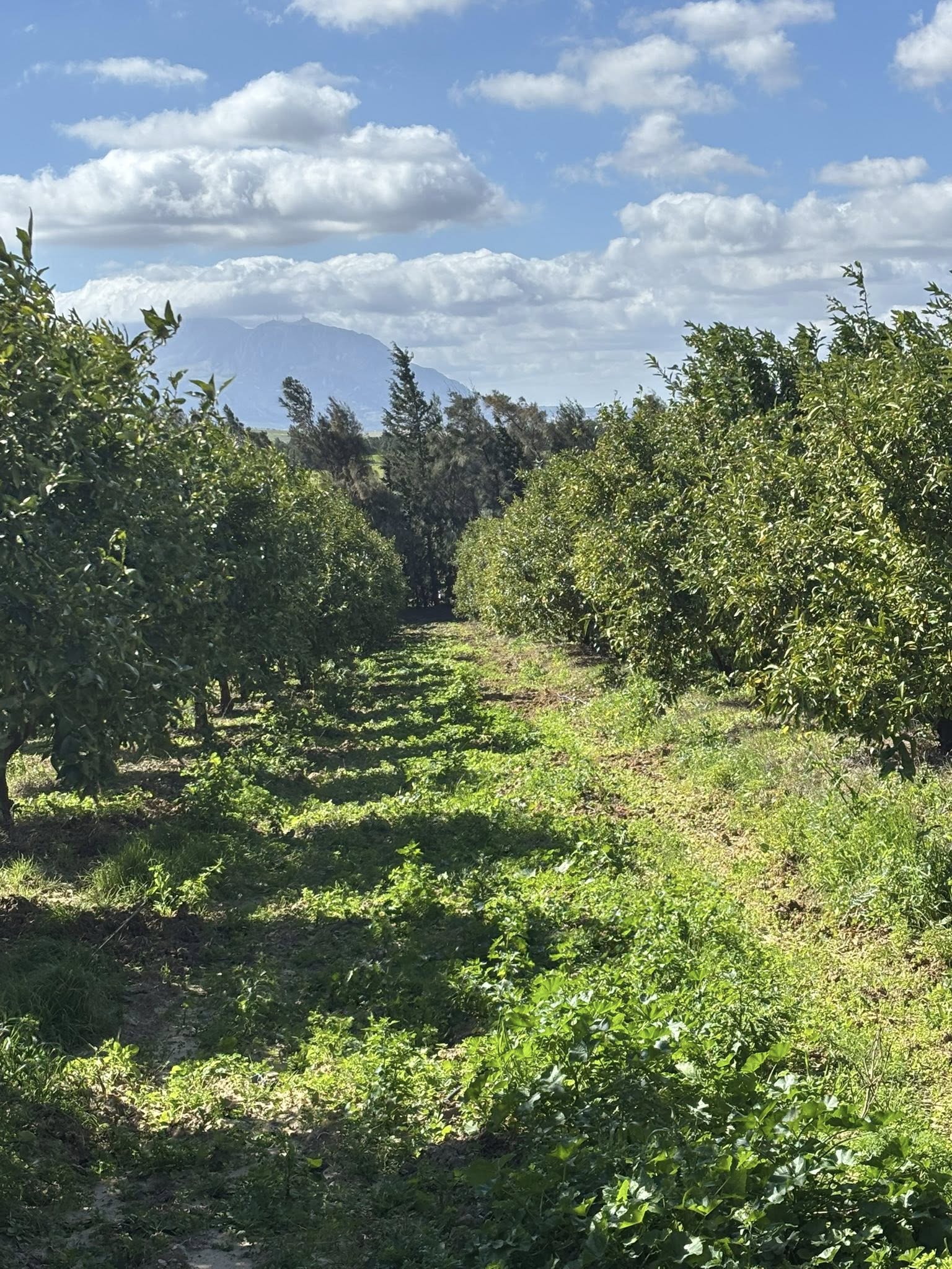 Zaghouan&nbsp;Zaghouan&nbsp;Terrain&nbsp;Terrain agricole&nbsp;Terrain a zaghouan