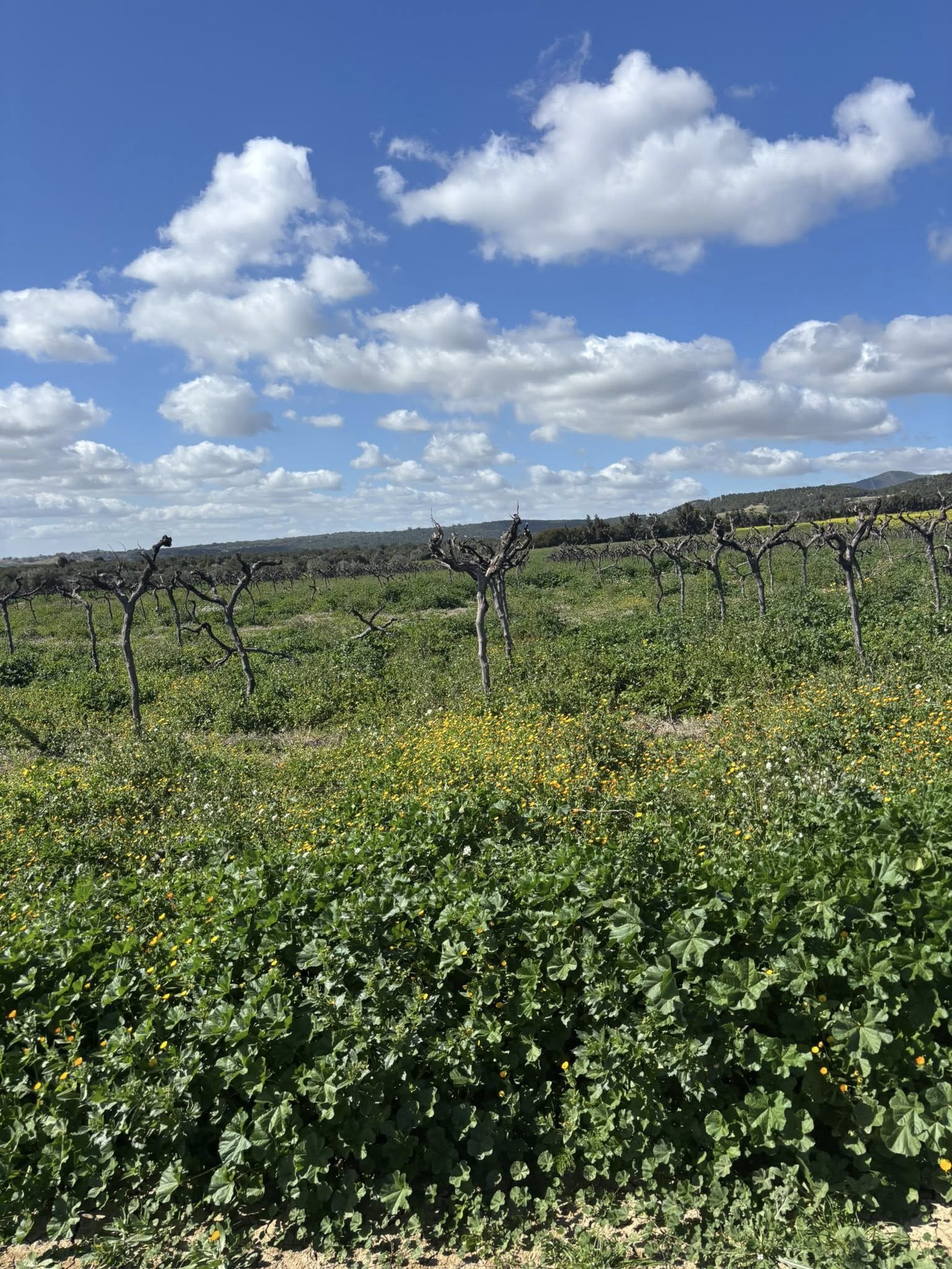 Zaghouan&nbsp;Zaghouan&nbsp;Terrain&nbsp;Terrain agricole&nbsp;Terrain a zaghouan