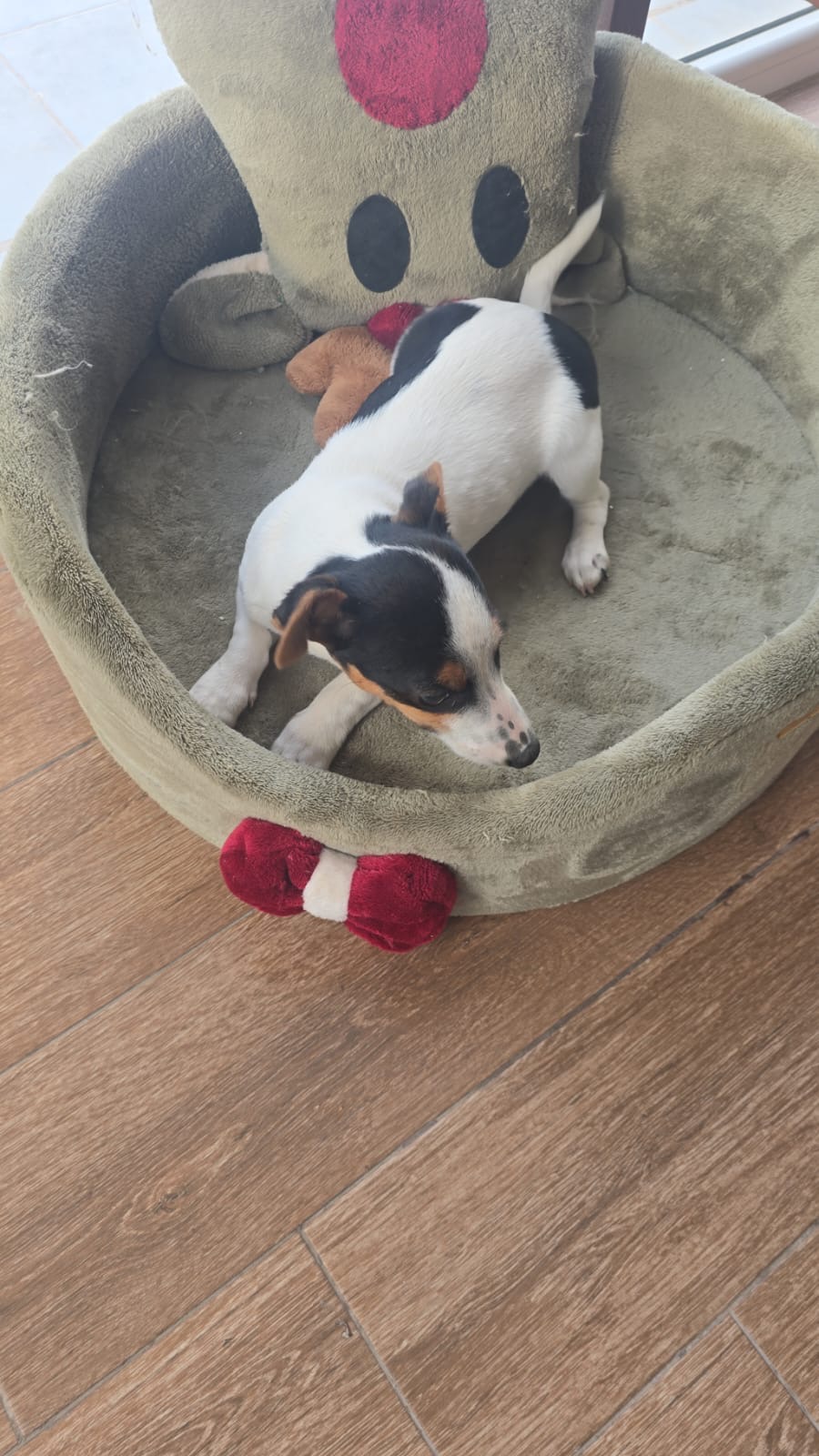 Ariana Ville&nbsp;Ariana&nbsp;Chiens&nbsp;Autre&nbsp;Un chien jack russel