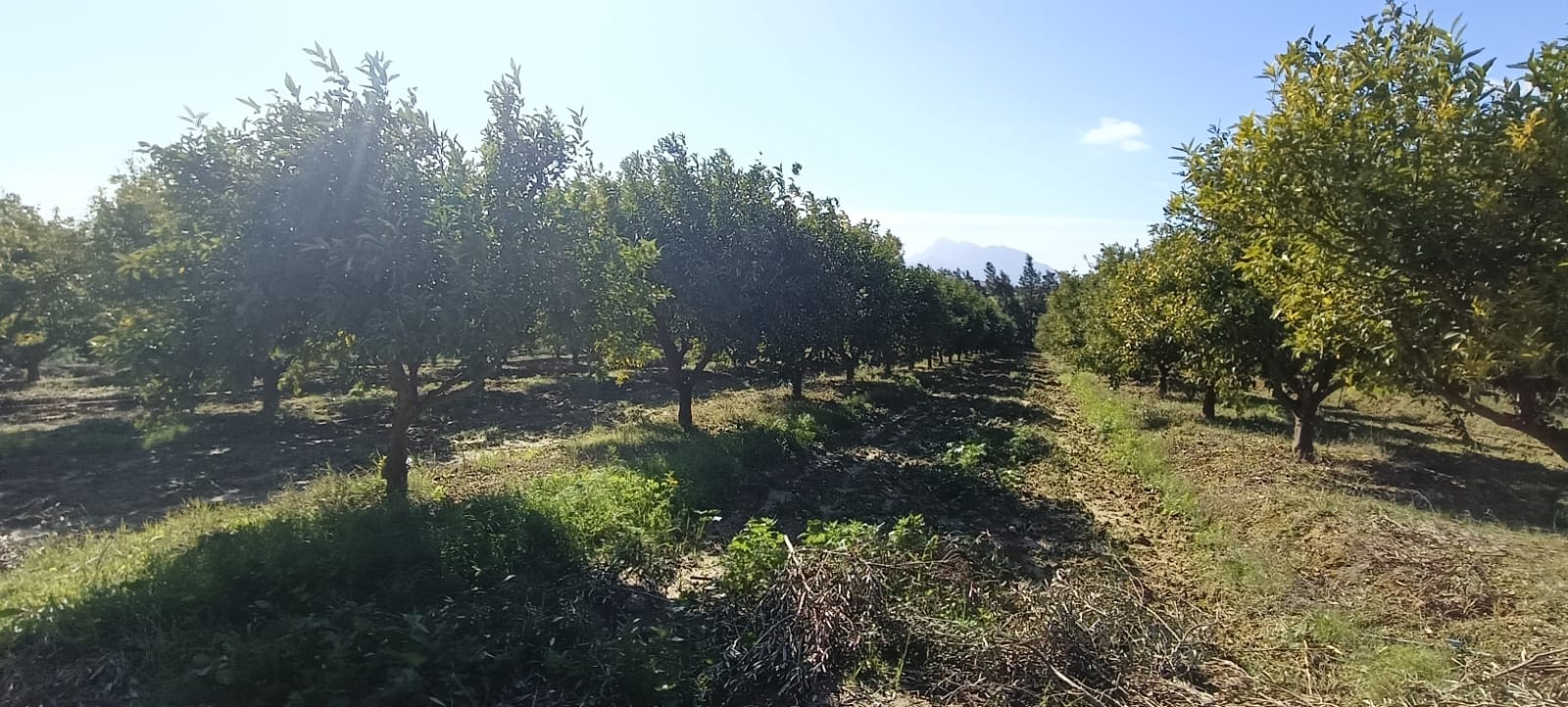 Zaghouan&nbsp;Zaghouan&nbsp;Terrain&nbsp;Terrain agricole&nbsp;Ferme agricole de 86 h