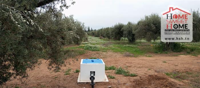 El Aroussa&nbsp;El Aroussa&nbsp;Terrain&nbsp;Terrain agricole&nbsp;Terrain agricole plantara � laaroussa siliana