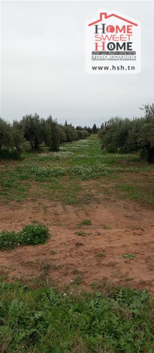 El Aroussa&nbsp;El Aroussa&nbsp;Terrain&nbsp;Terrain agricole&nbsp;Terrain agricole plantara � laaroussa siliana