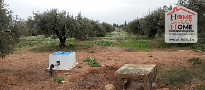 El Aroussa&nbsp;El Aroussa&nbsp;Terrain&nbsp;Terrain agricole&nbsp;Terrain agricole plantara � laaroussa siliana