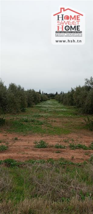 Terrain&nbsp;Terrain agricole