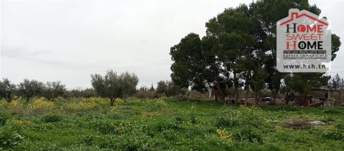 El Aroussa&nbsp;El Aroussa&nbsp;Terrain&nbsp;Terrain agricole&nbsp;Terrain agricole verdance � laaroussa siliana