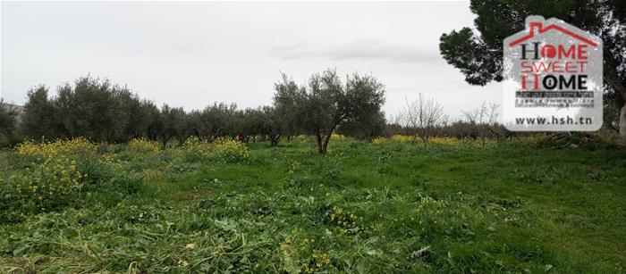 El Aroussa&nbsp;El Aroussa&nbsp;Terrain&nbsp;Terrain agricole&nbsp;Terrain agricole verdance � laaroussa siliana