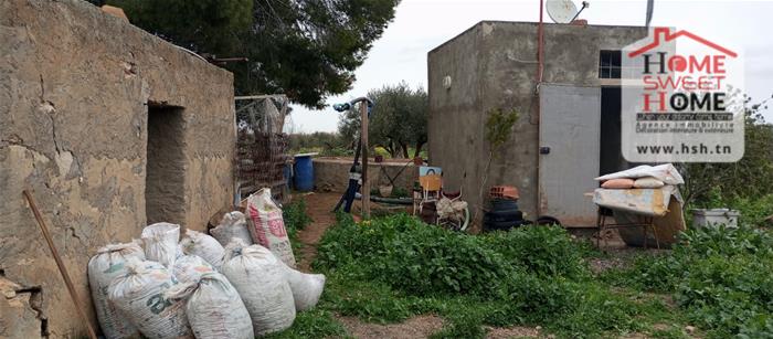 El Aroussa&nbsp;El Aroussa&nbsp;Terrain&nbsp;Terrain agricole&nbsp;Terrain agricole verdance � laaroussa siliana