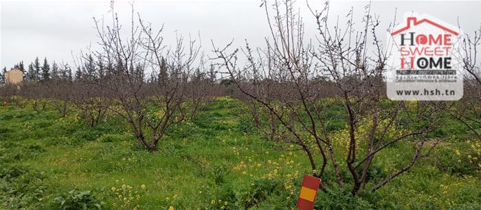 El Aroussa&nbsp;El Aroussa&nbsp;Terrain&nbsp;Terrain agricole&nbsp;Terrain agricole verdance � laaroussa siliana